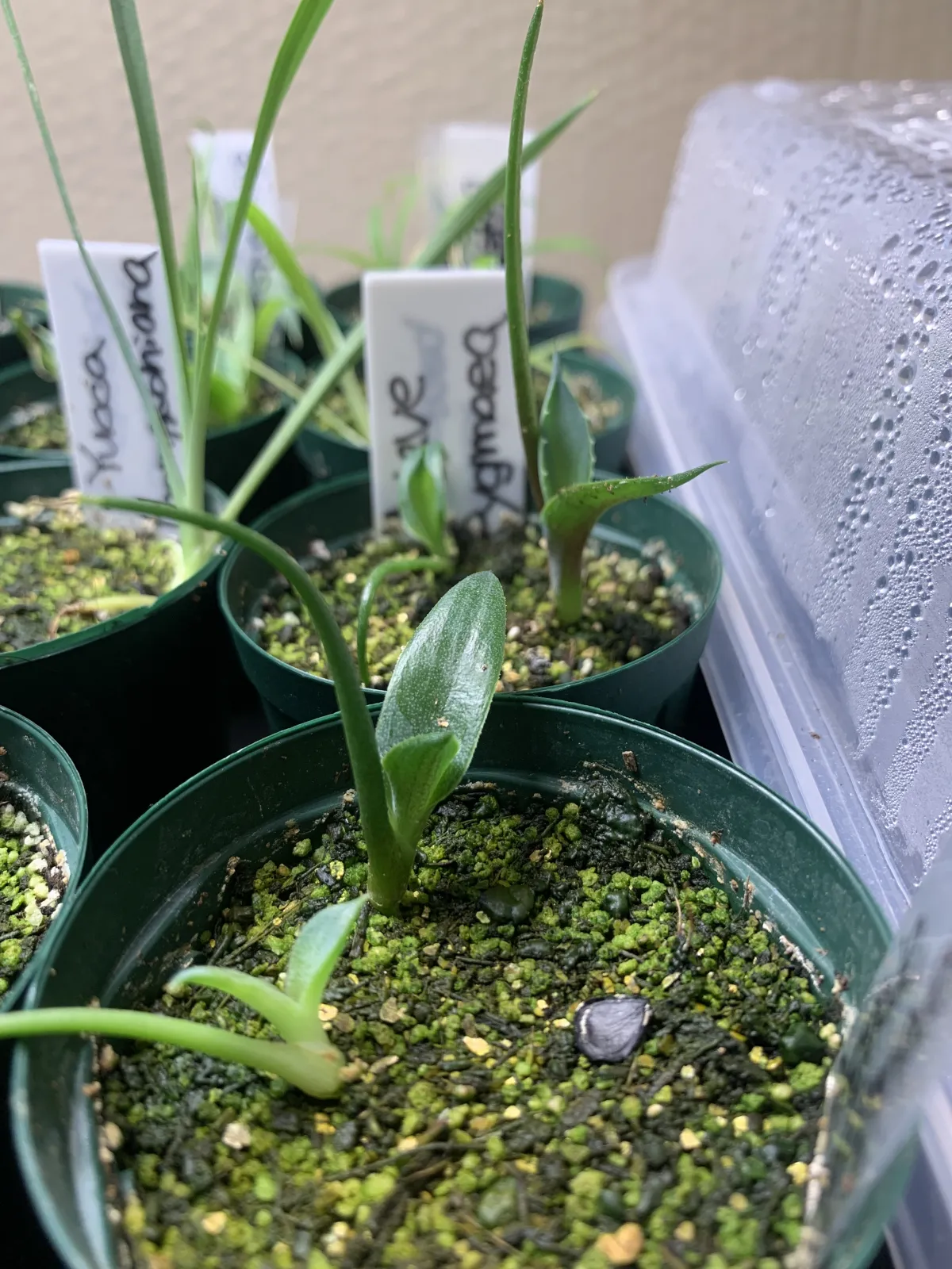 Agave seemanniana Pygmaea (アガベ ピグマエア)