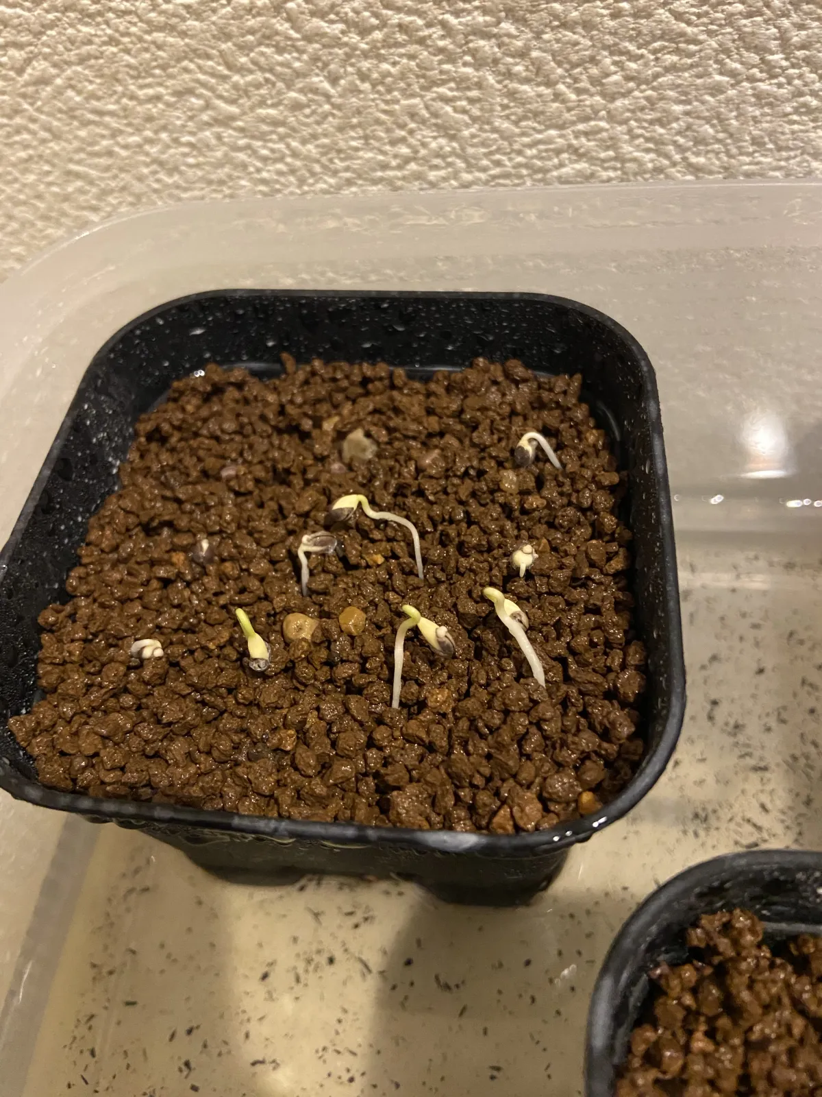 Euphorbia stenoclada (ユーフォルビア ステノクラーダ)