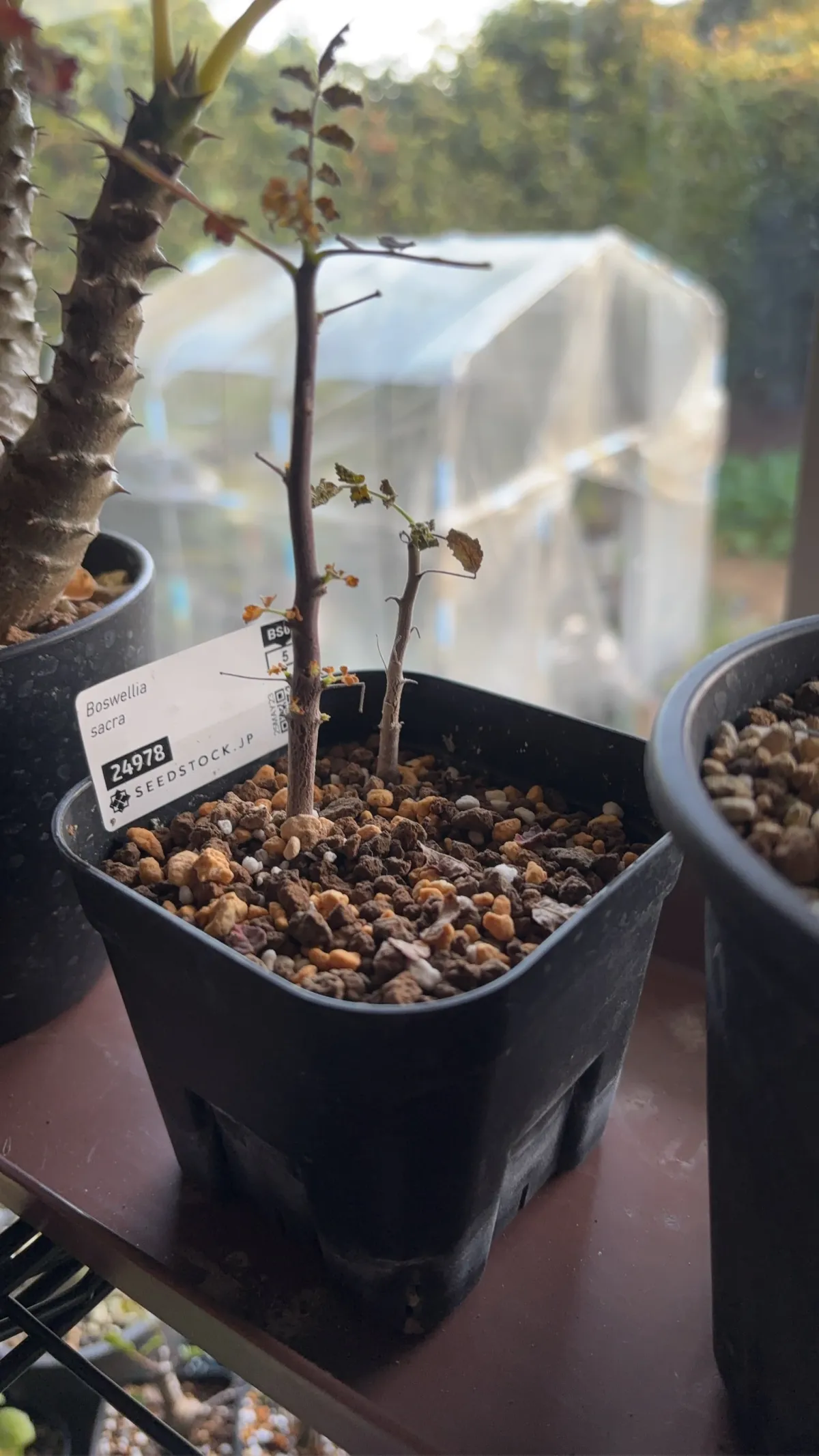 Boswellia sacra (ボスウェリア サクラ)