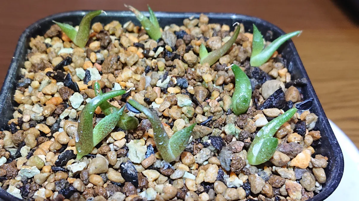 Agave oteroi Lot. (アガベ オテロイ)