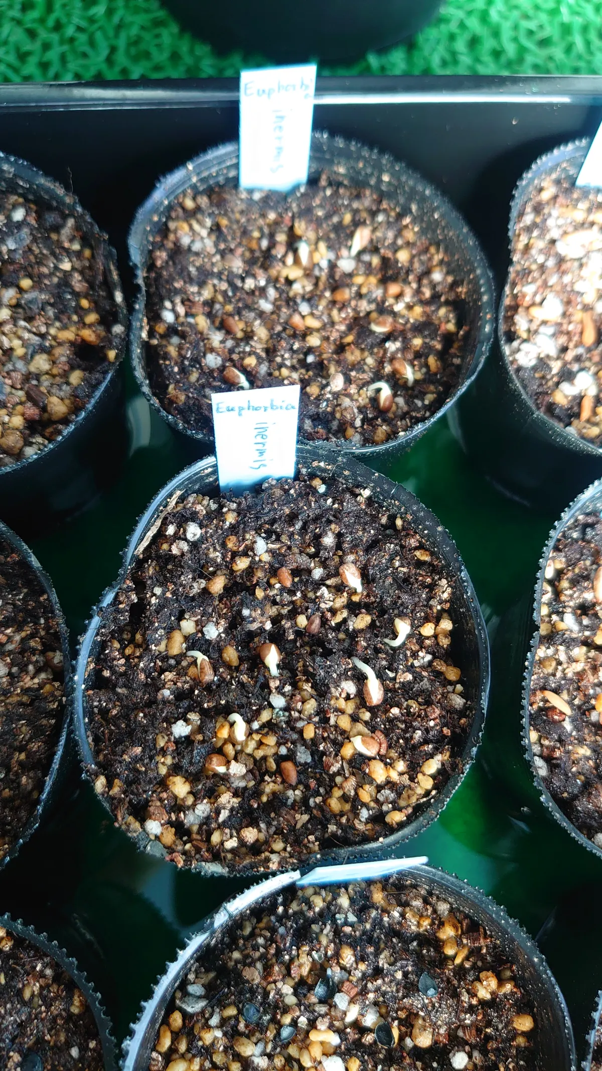 Euphorbia inermis (ユーフォルビア イネルミス 九頭竜)