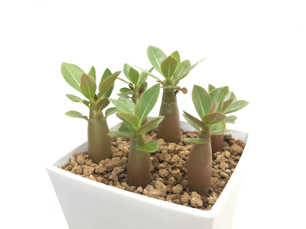 Adenium arabicum Yemen (アデニウム アラビカム イエメン)