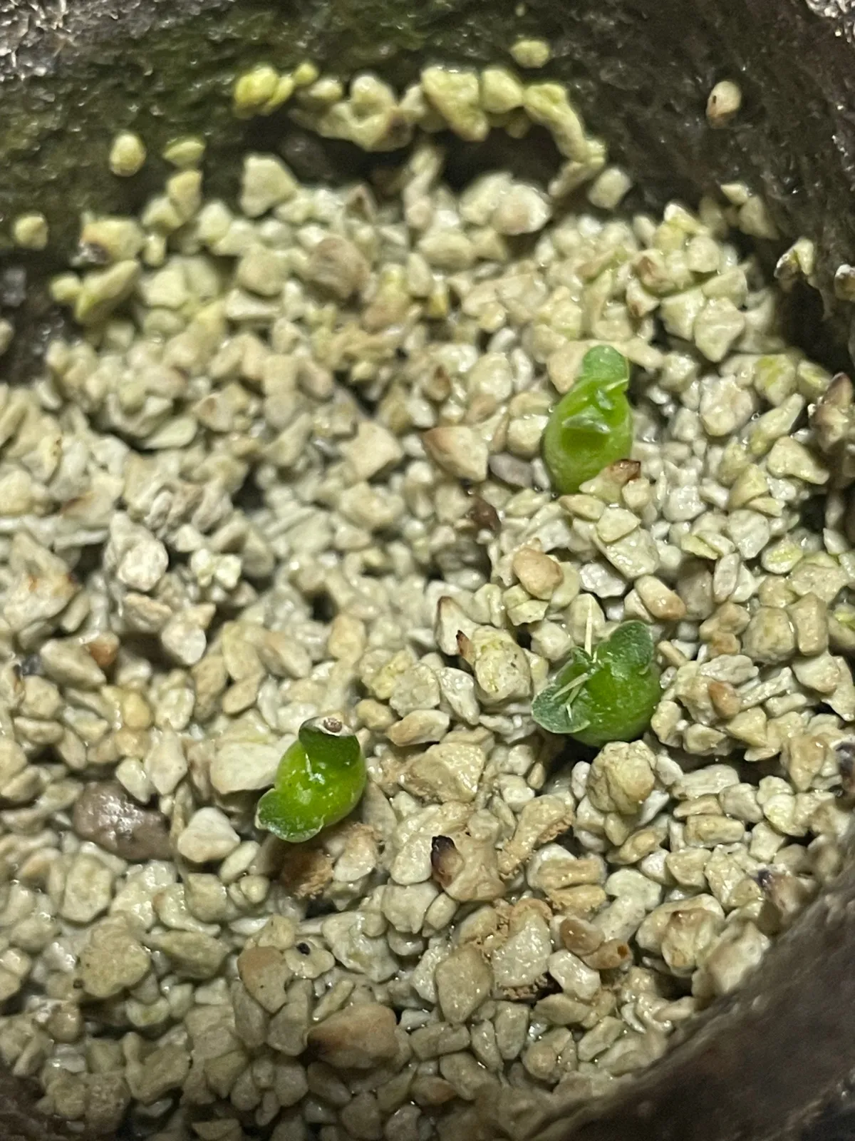 Euphorbia squarosa (ユーフォルビア スクアローサ)