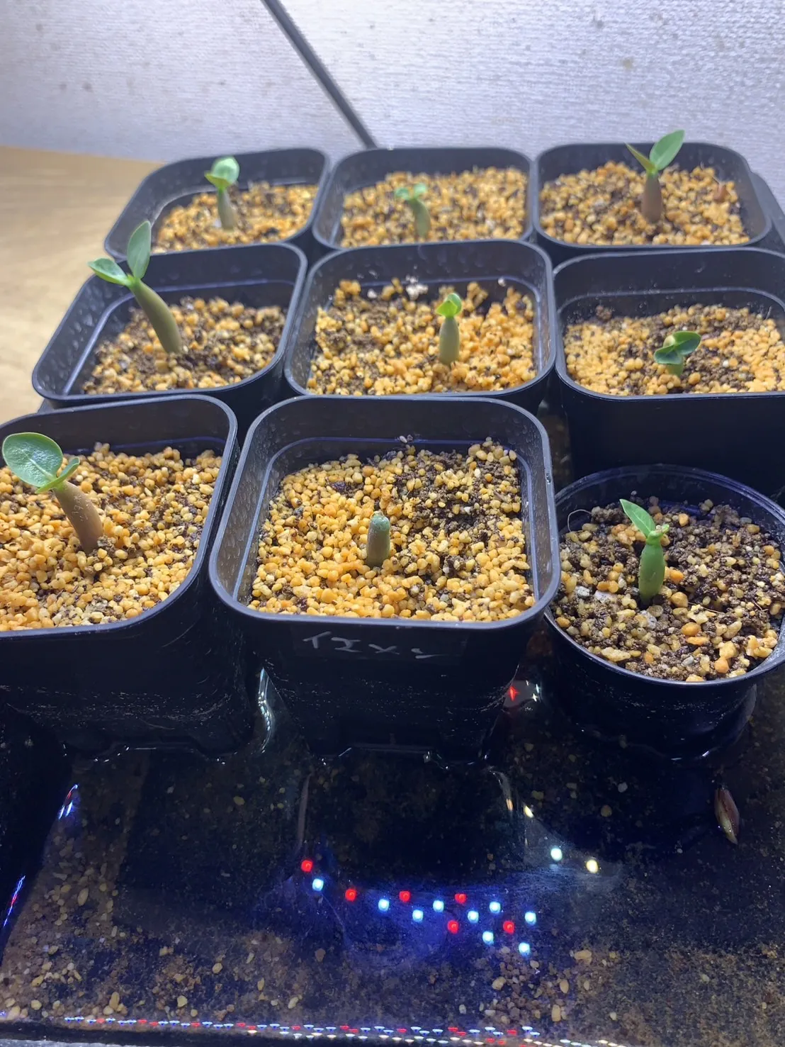Adenium arabicum Yemen (アデニウム アラビカム イエメン)
