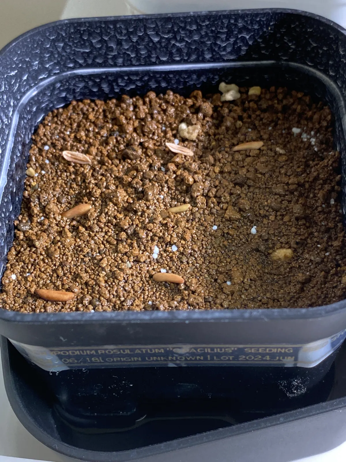 Pachypodium rosulatum var. gracilius ([無料種子] 発芽難 パキポディウム グラキリス　)