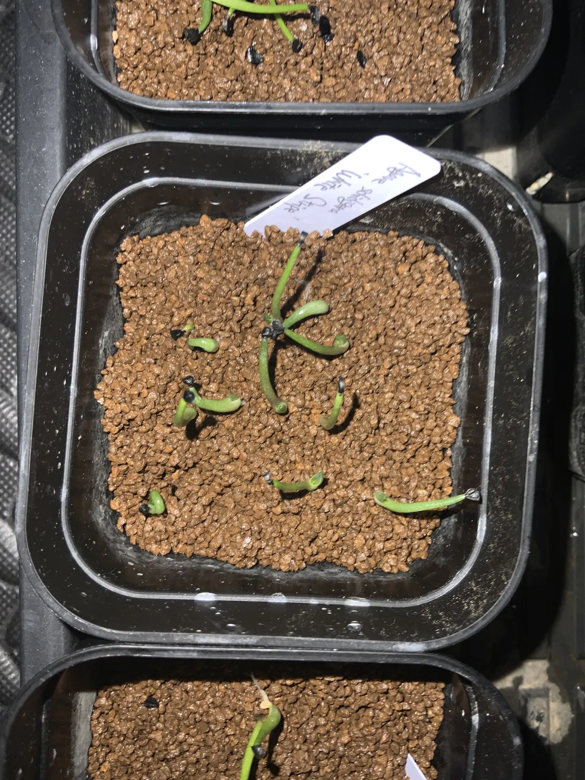 Agave schidigera White Stripe (アガベ シジゲラ ホワイトストライプ)