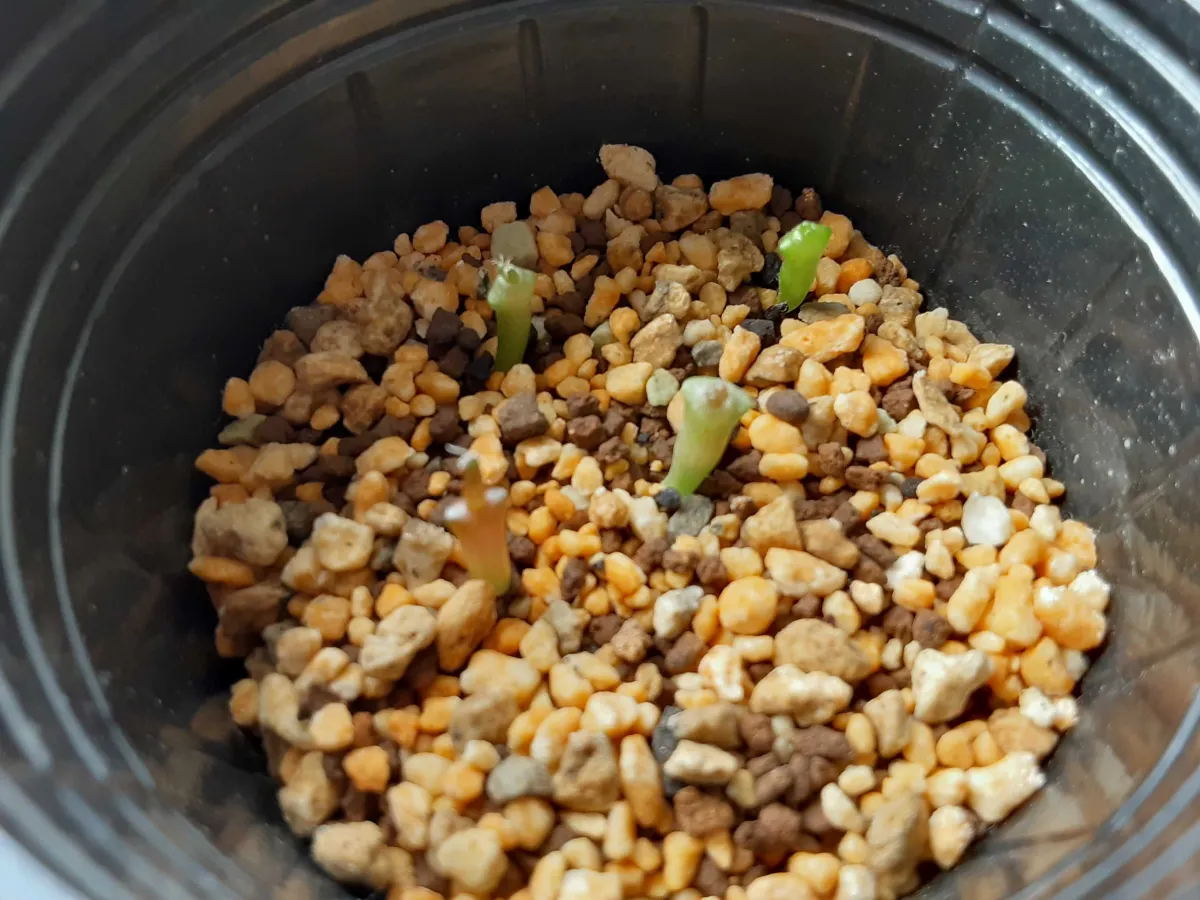 Ariocarpus retusus (アリオカルプス レツーサス 岩牡丹)