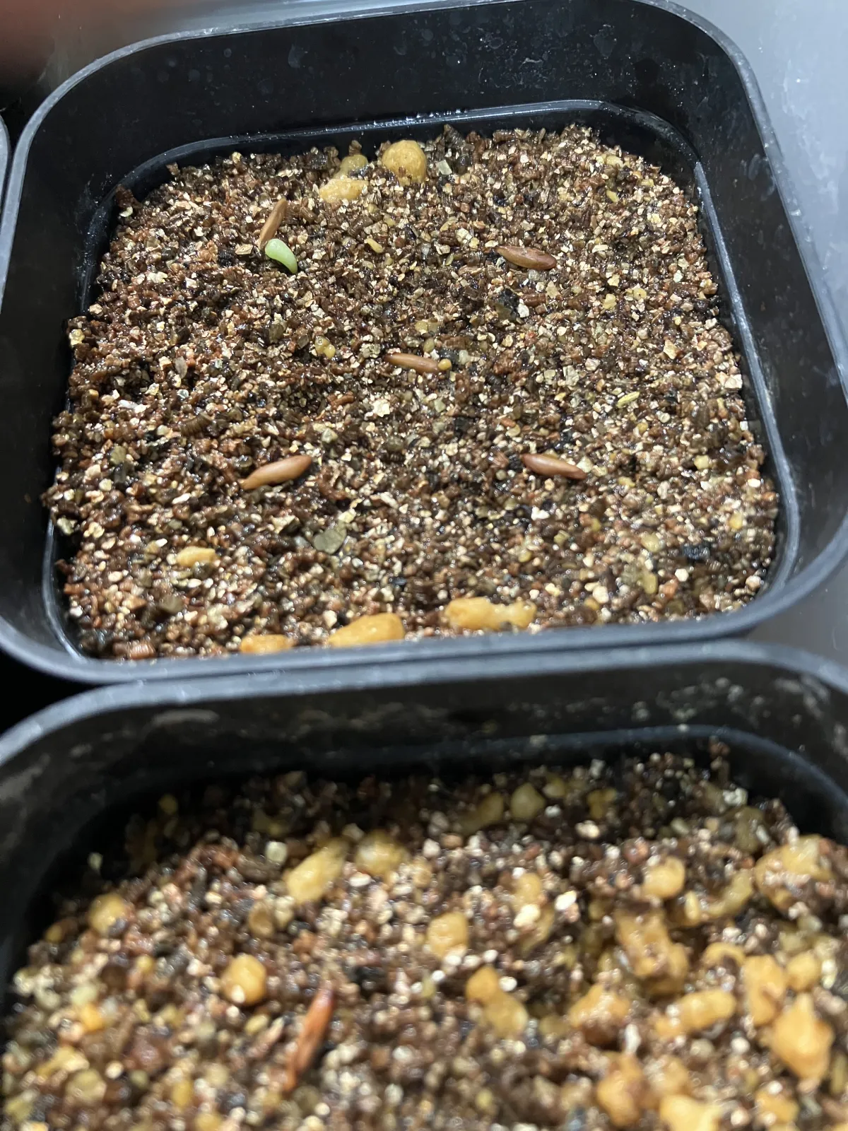 Pachypodium rosulatum var. gracilius ([無料種子] 発芽難 パキポディウム グラキリス　)