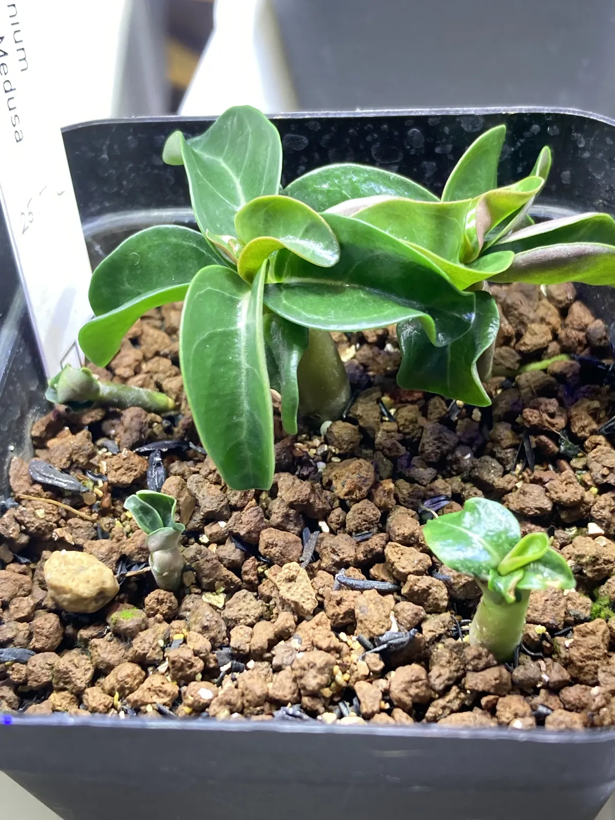 DHA Medusa Adenium DHA Medusa (アデニウム)