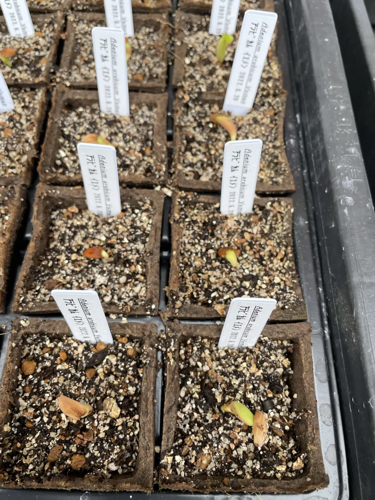 Adenium arabicum Yemen (アデニウム アラビカム イエメン)