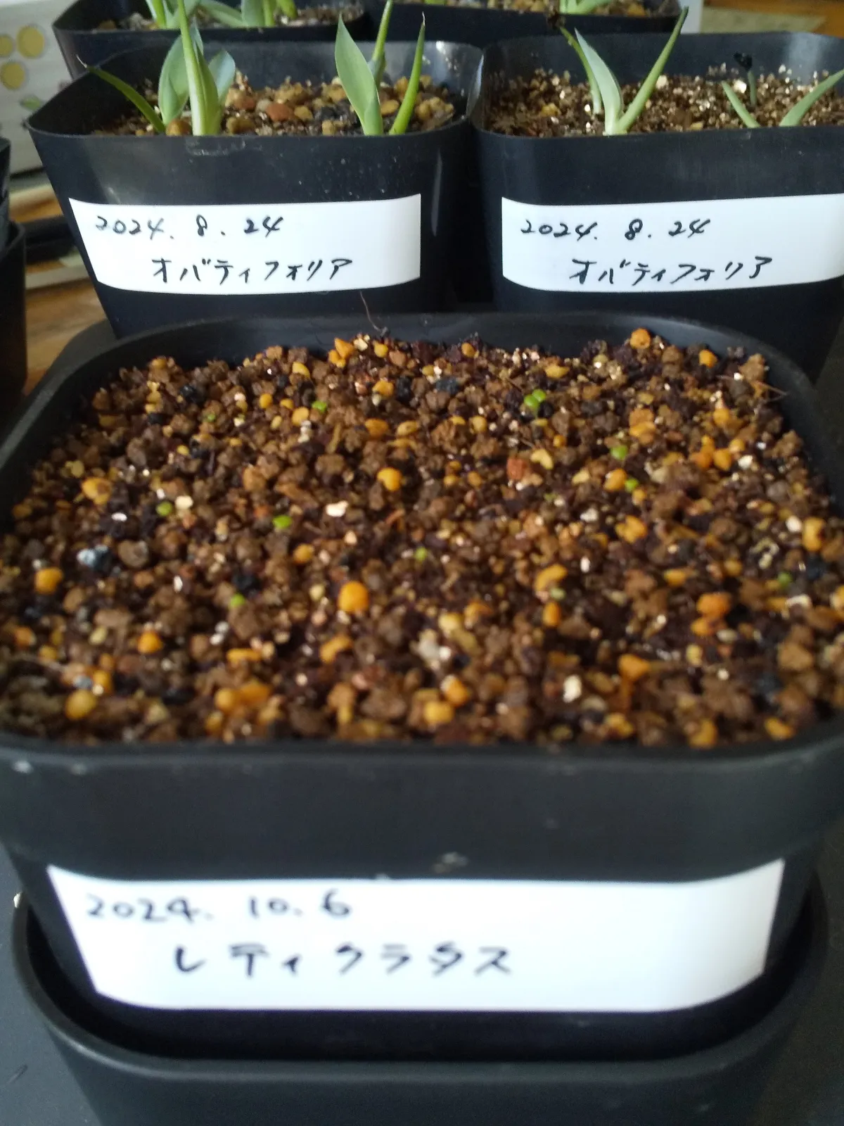 Tylecodon reticulatus (ティレコドン レティクラタス)