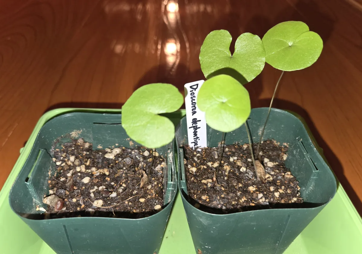 Dioscorea elephantipes (ディオスコレア エレファンティペス)