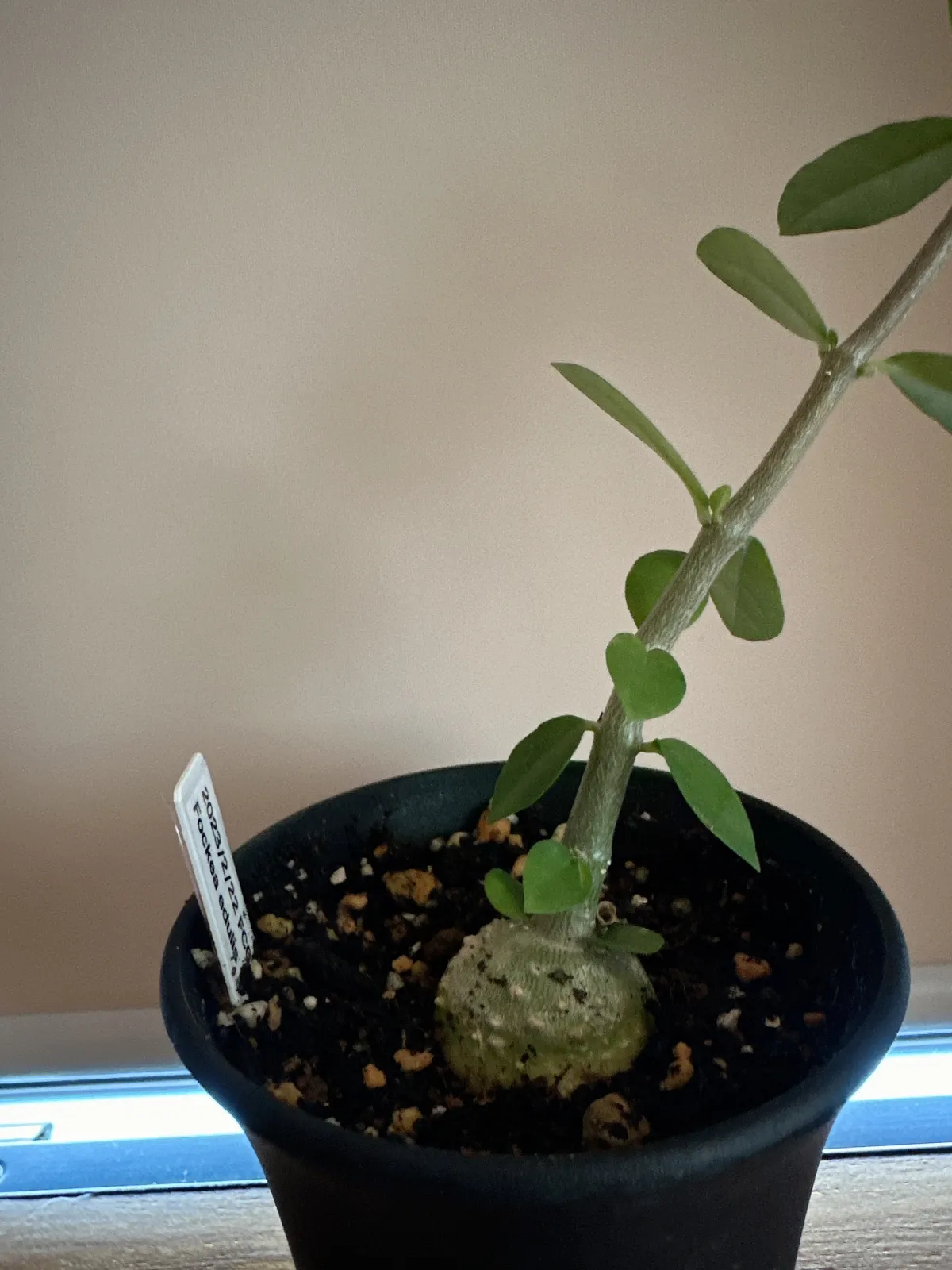 Fockea edulis (フォッケア 火星人)