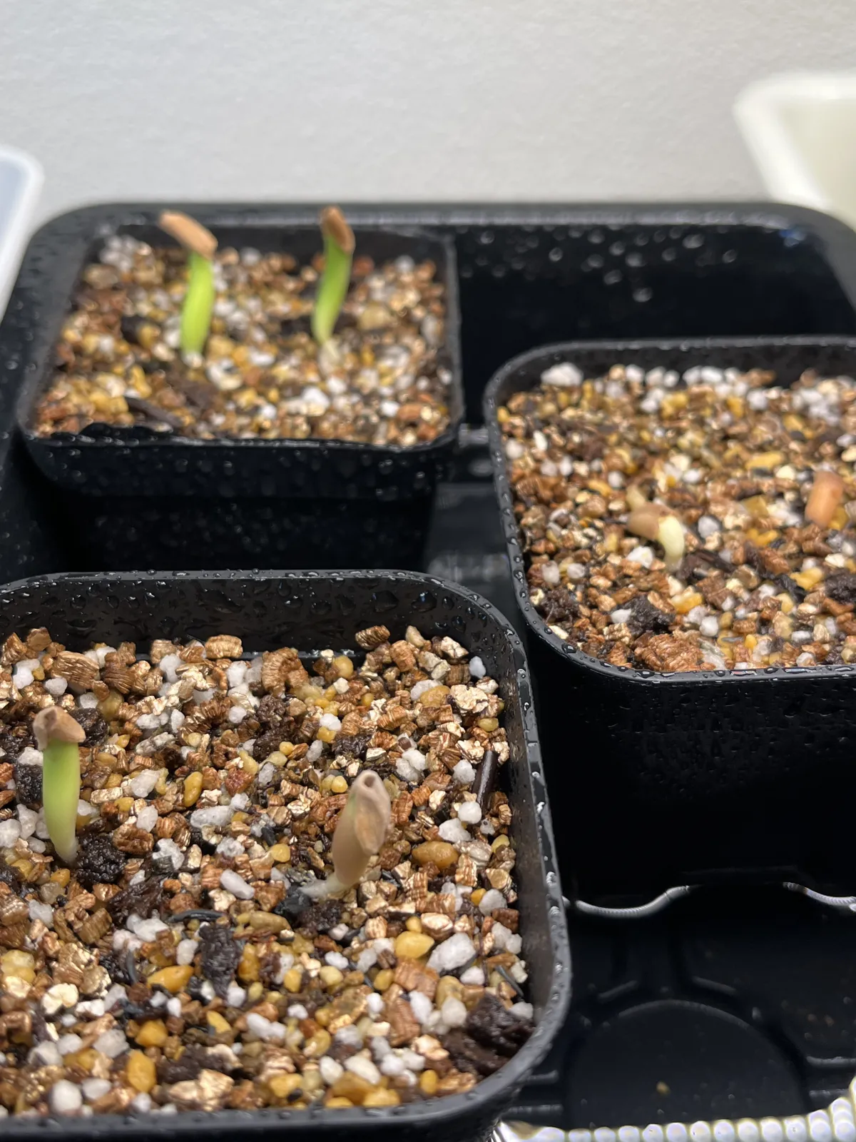 Adenium arabicum Alien (アデニウム エイリアン)