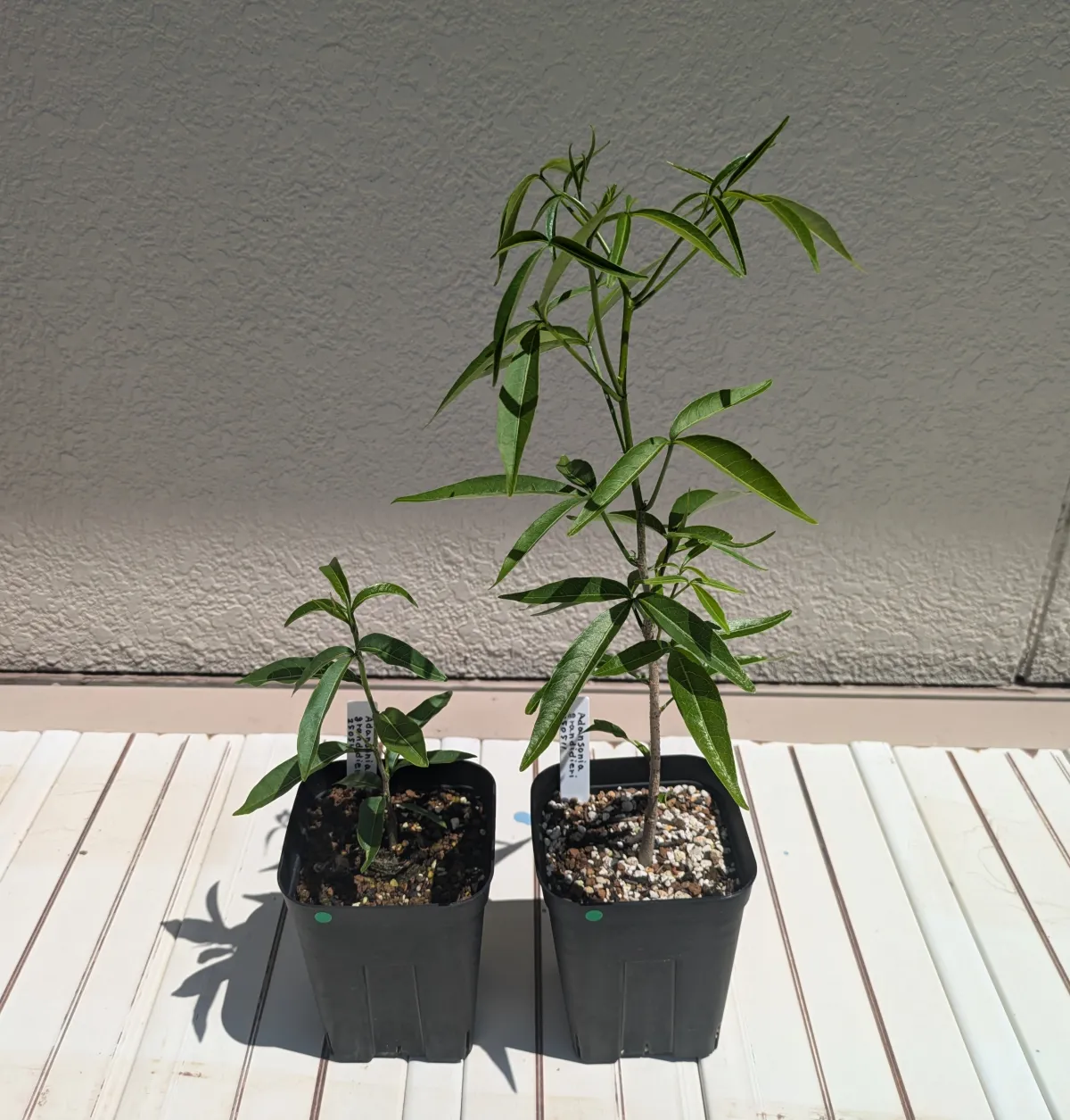 Adansonia grandidieri (アダンソニア（バオバブ）グランディディエリ)