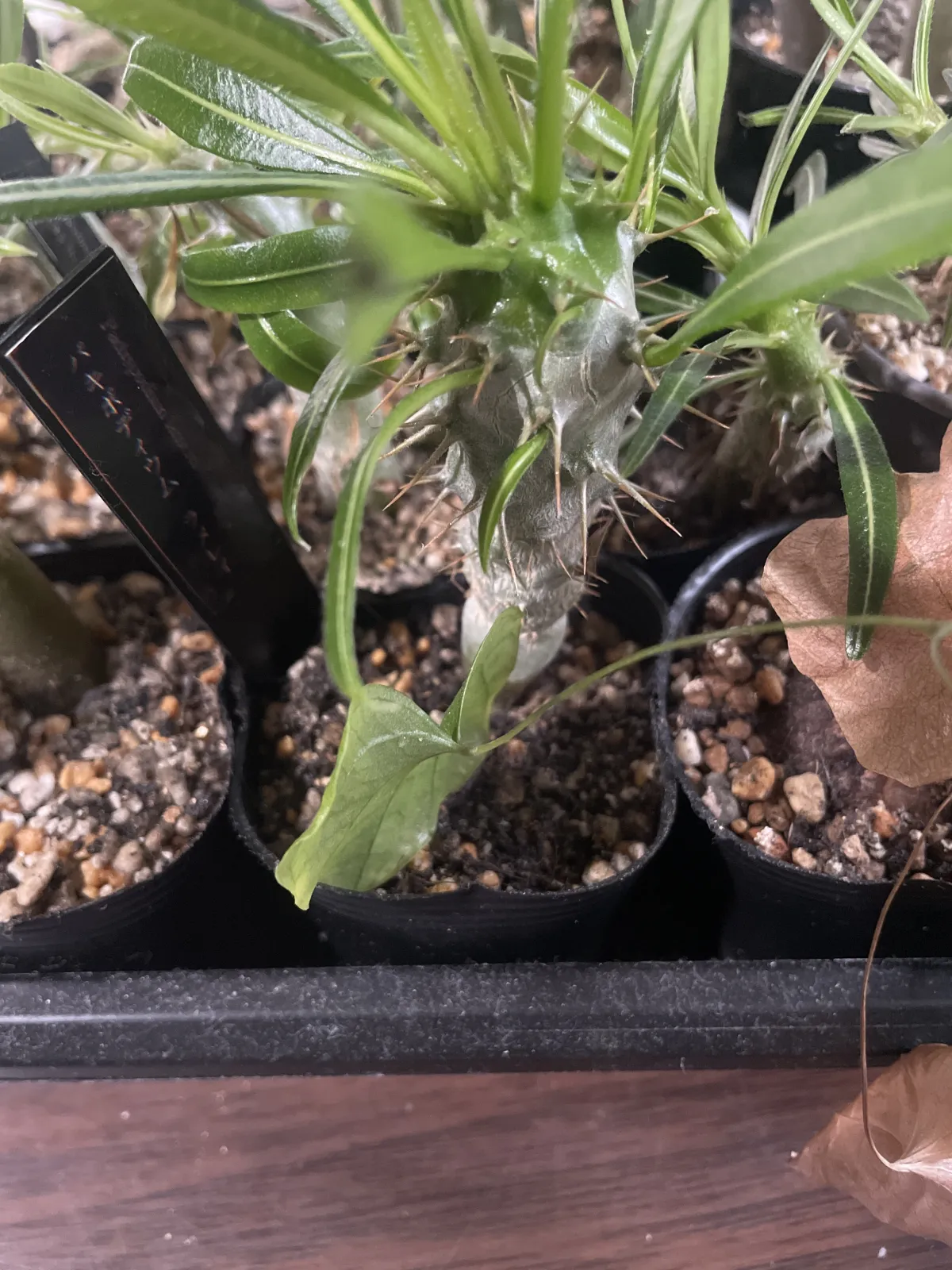 Pachypodium lamerei (パキポディウム ラメレイ)