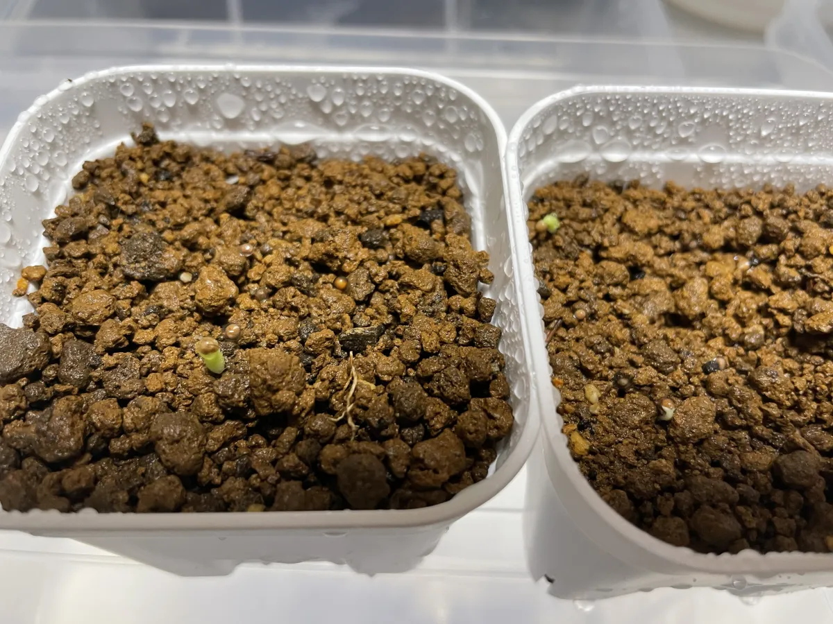 Euphorbia stellata (ユーフォルビア ステラータ 飛竜)