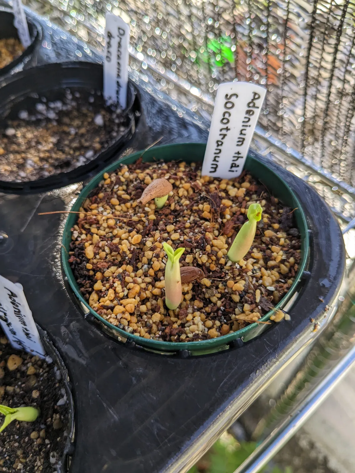 KHZ Adenium thai socotranum KHZ (アデニウム タイ ソコトラナム)