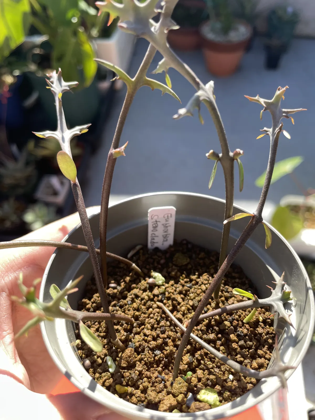 Euphorbia stenoclada (ユーフォルビア ステノクラーダ)