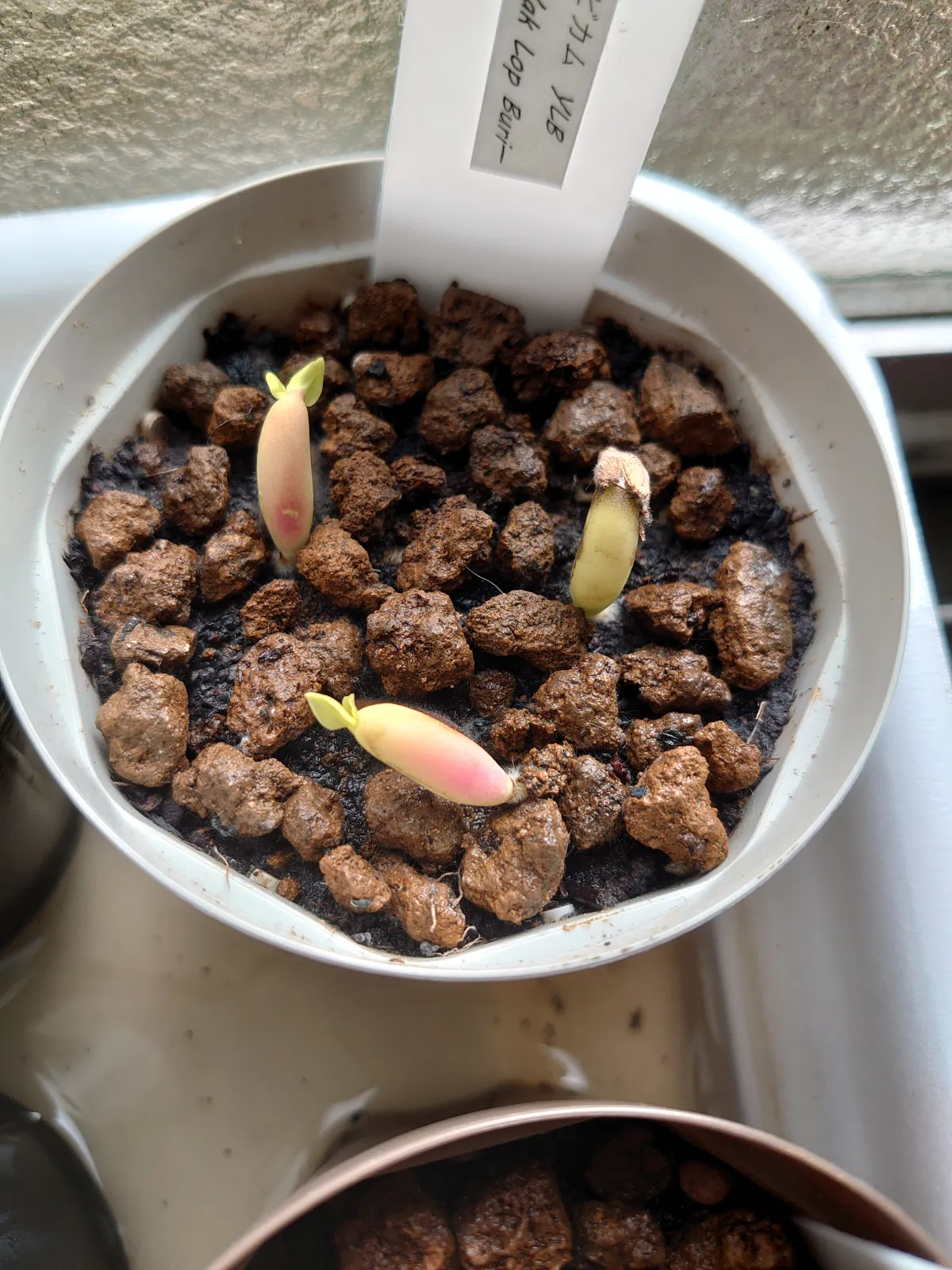 YLB Adenium arabicum Yak Lop Buri (アデニウム アラビカム)