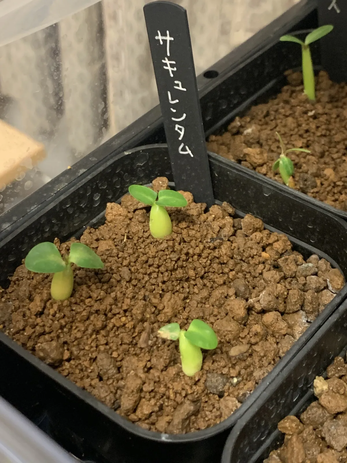 Pachypodium succulentum (パキポディウム サキュレンタム)