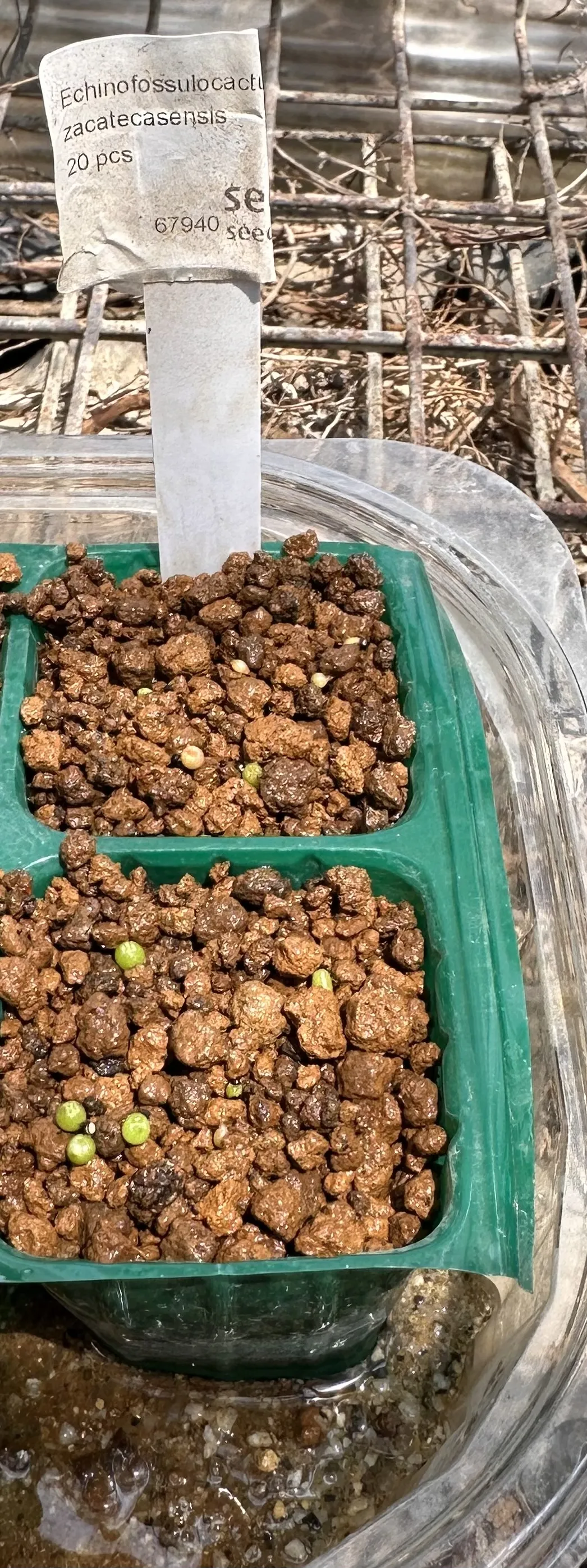 Echinofossulocactus zacatecasensis (エキノフォスロカクタス ザカテカセンシス)