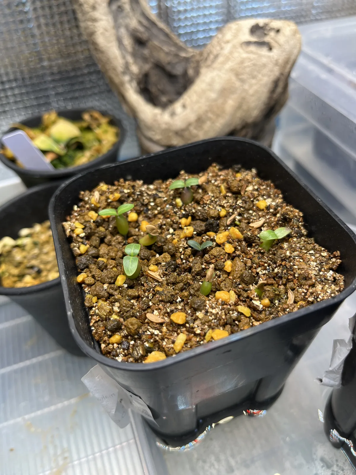 Pachypodium rosulatum ssp. makayense (パキポディウム マカイエンセ)