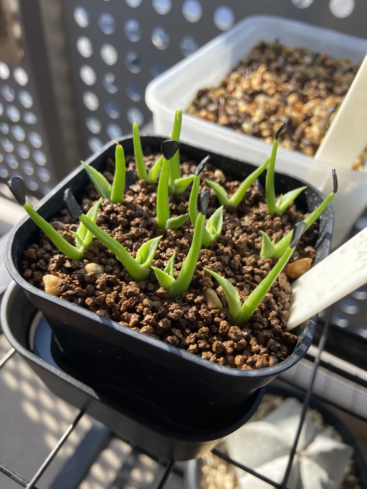 Agave asperrima maderensis (アガベ アスペリーマ マデレンシス)