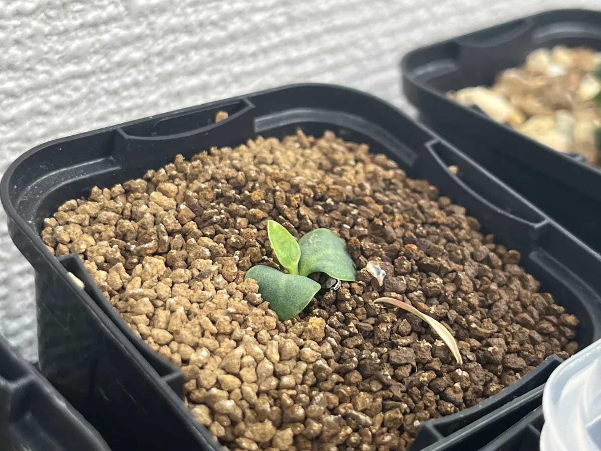 Euphorbia primulifolia (ユーフォルビア プリムリフォリア)