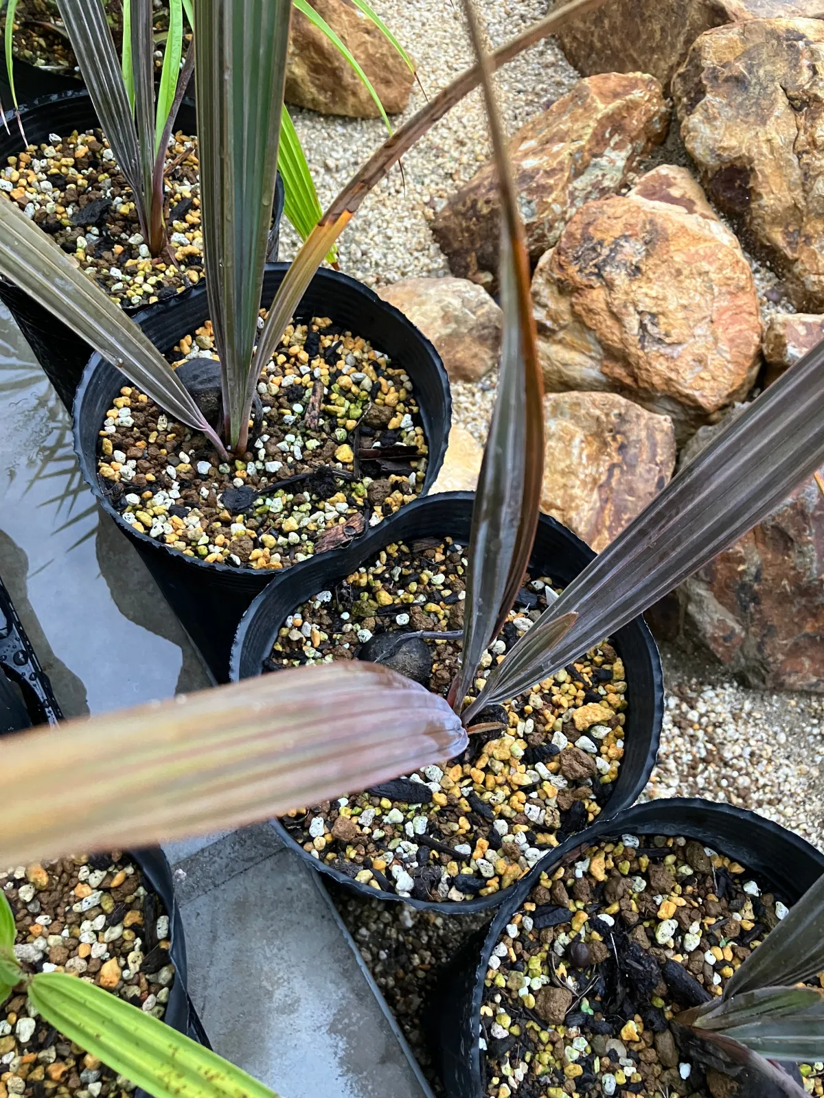 Bismarckia nobilis Silver (ビスマルキア ノビリス シルバー)