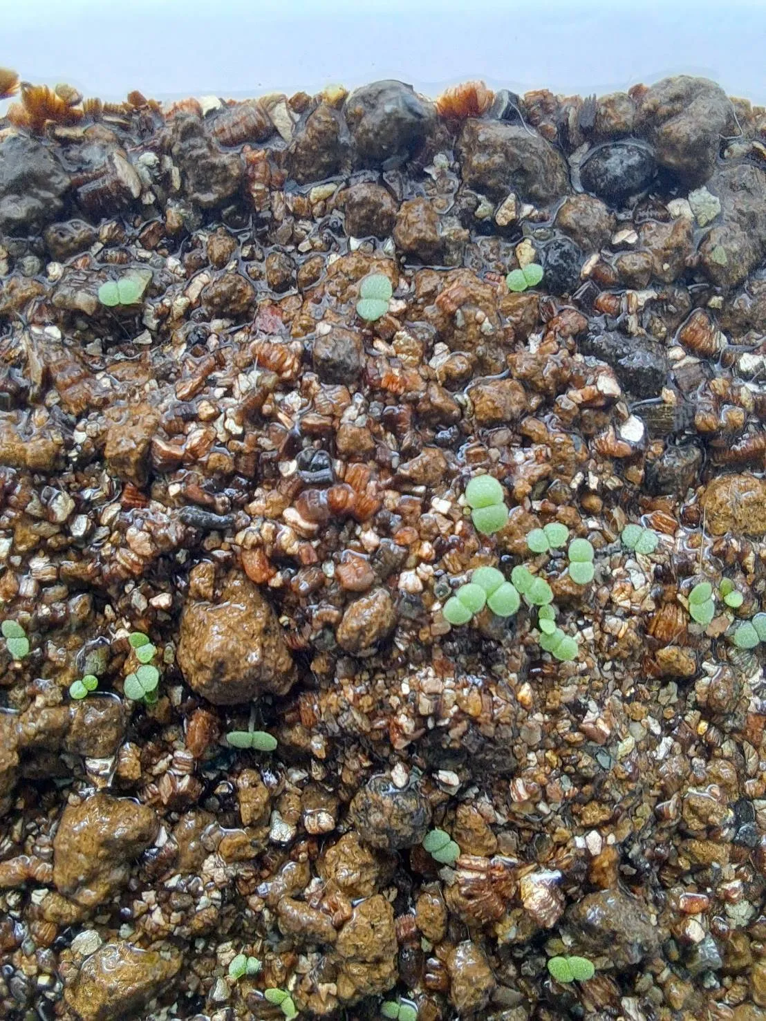 Echeveria cante (エケベリア カンテ)