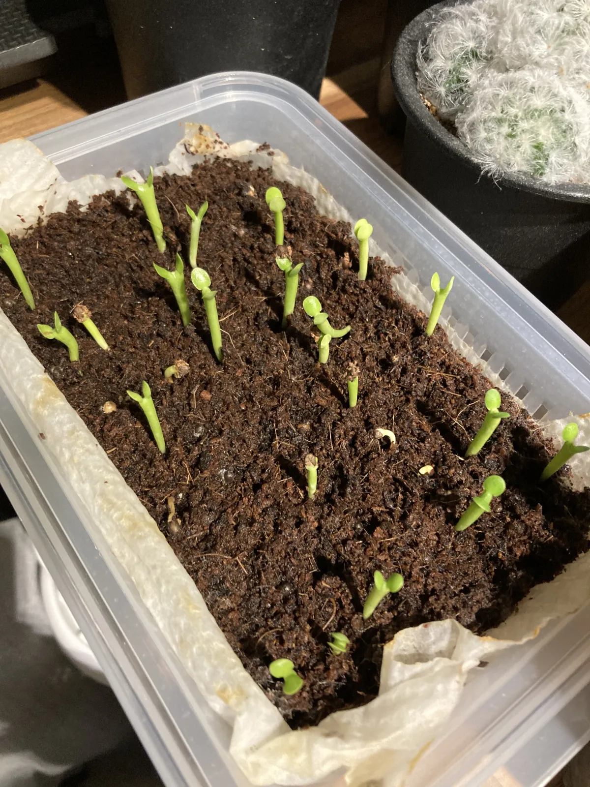 Euphorbia graniticola (ユーフォルビア グラニティコラ)