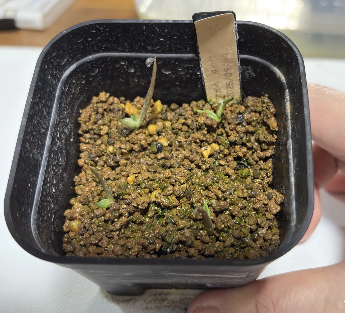 Agave victoriae-reginae ssp. victoriae-reginae (アガベ ビクトリアレジーナエ 笹の雪)