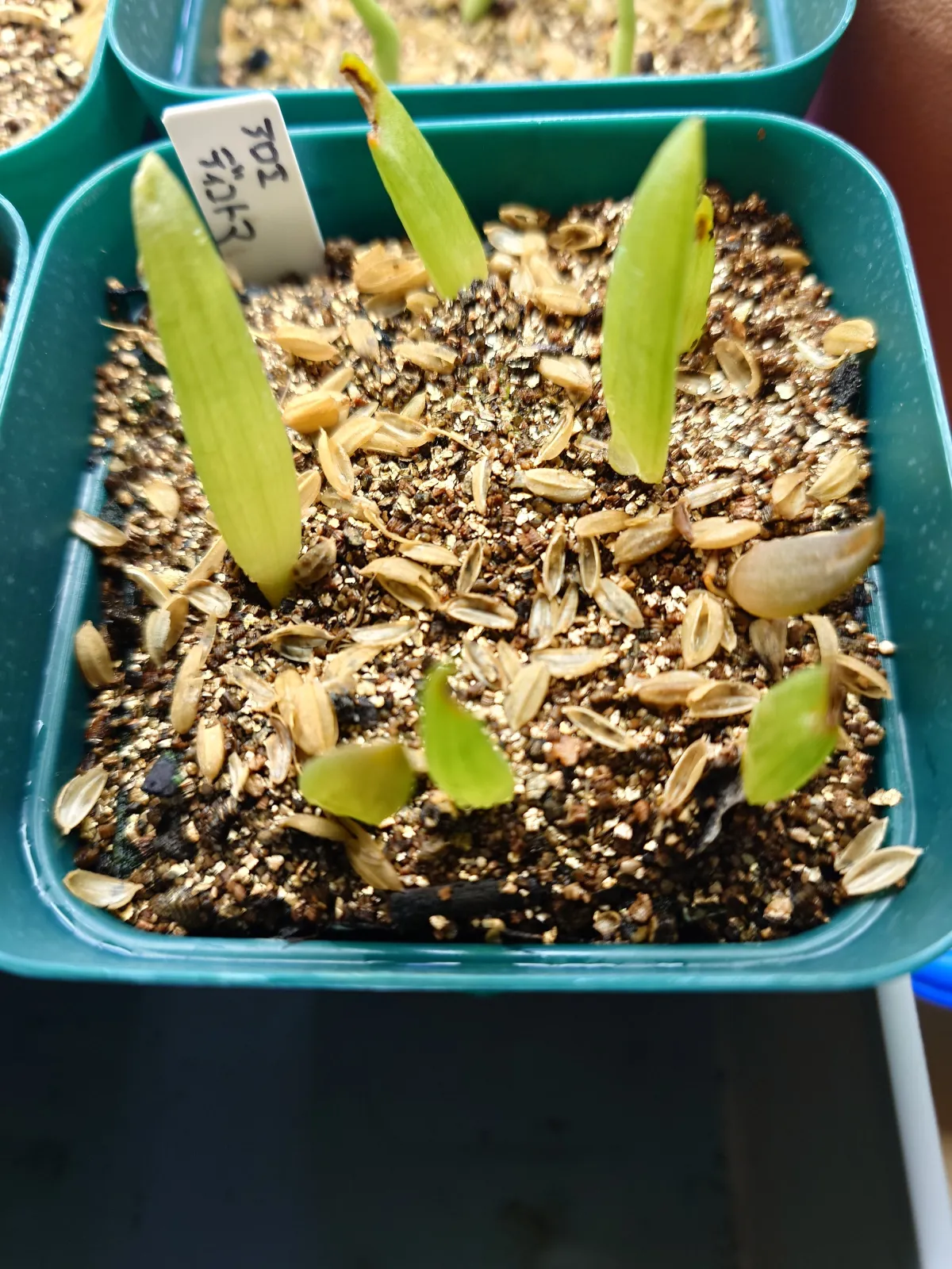 Aloe dichotoma (アロエ ディコトマ)