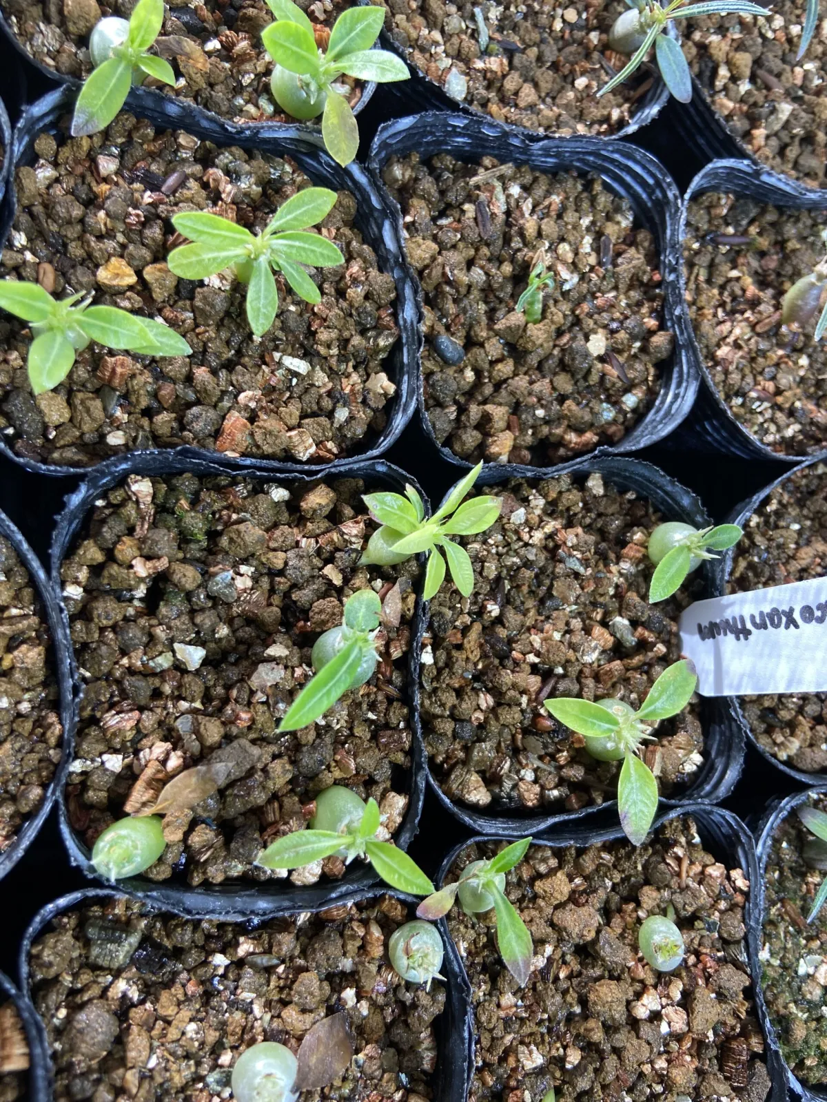Pachypodium brevicaule subsp. leucoxanthum (パキポディウム レウコキサンツム)