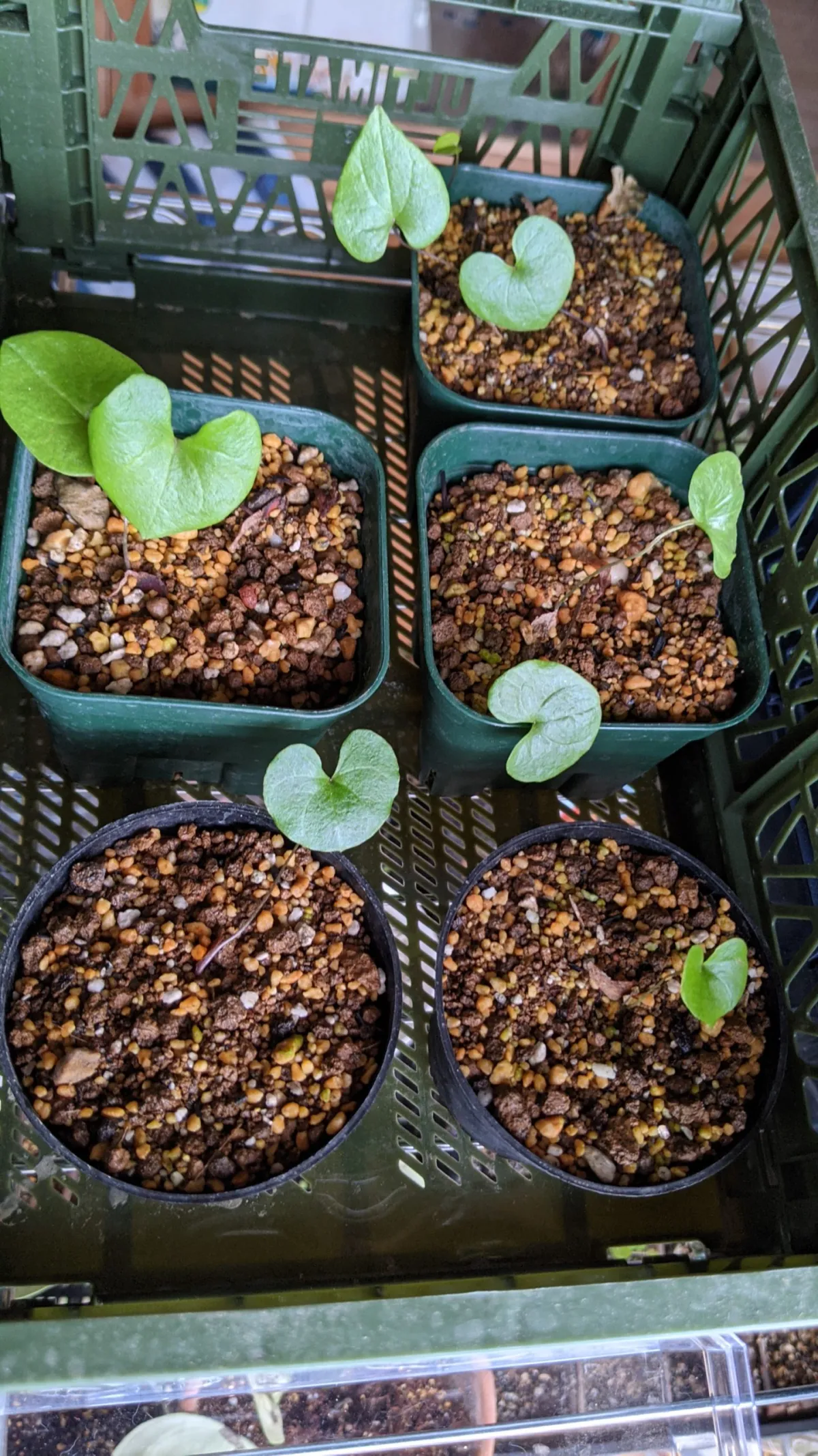 Dioscorea elephantipes (ディオスコレア エレファンティペス)