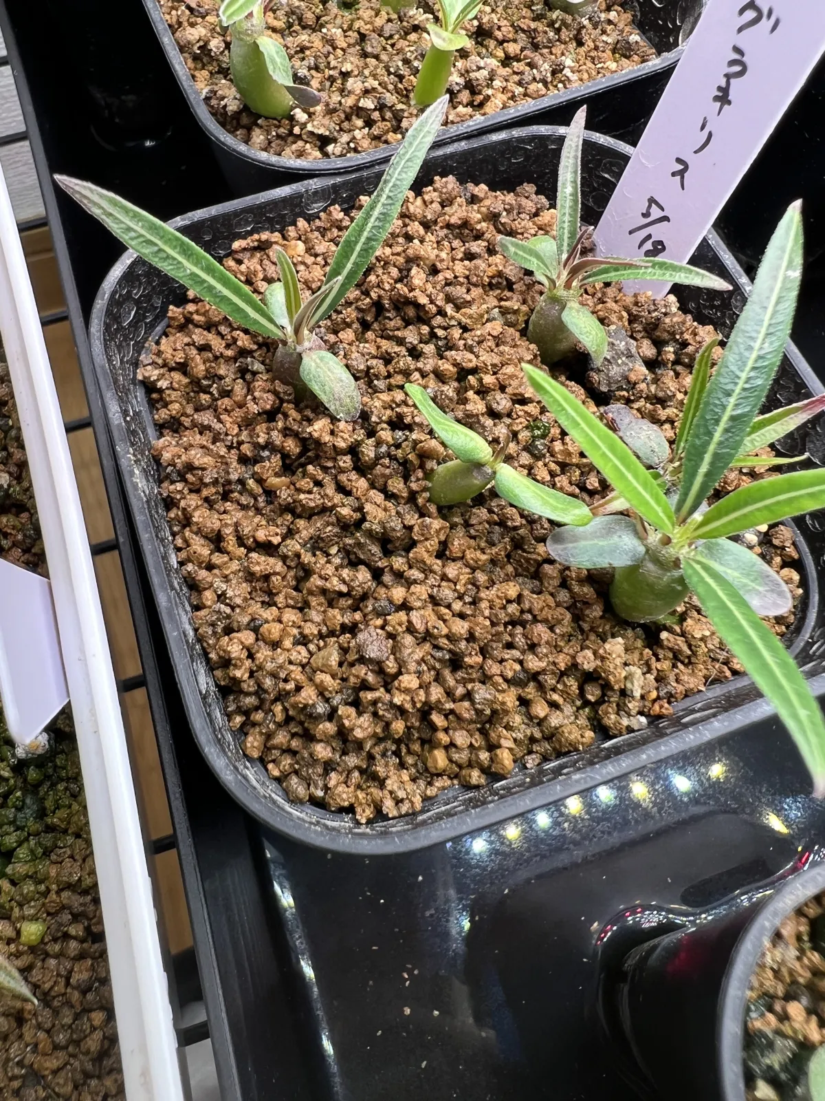 Pachypodium rosulatum var. gracilius ([無料種子] 発芽難 パキポディウム グラキリス　)