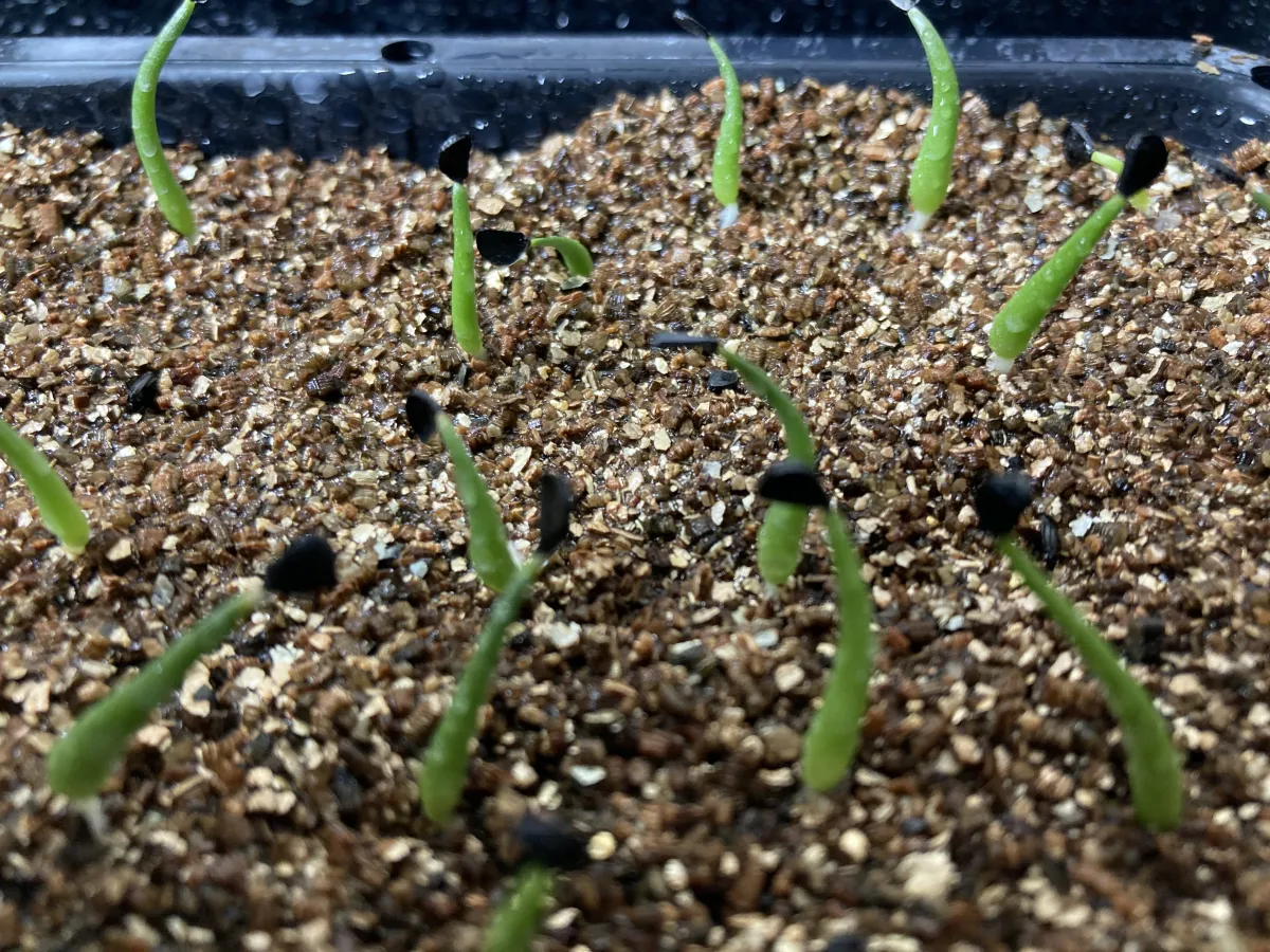Agave utahensis var. eborispina Vegas (アガベ エボリスピナ ヴェガス)