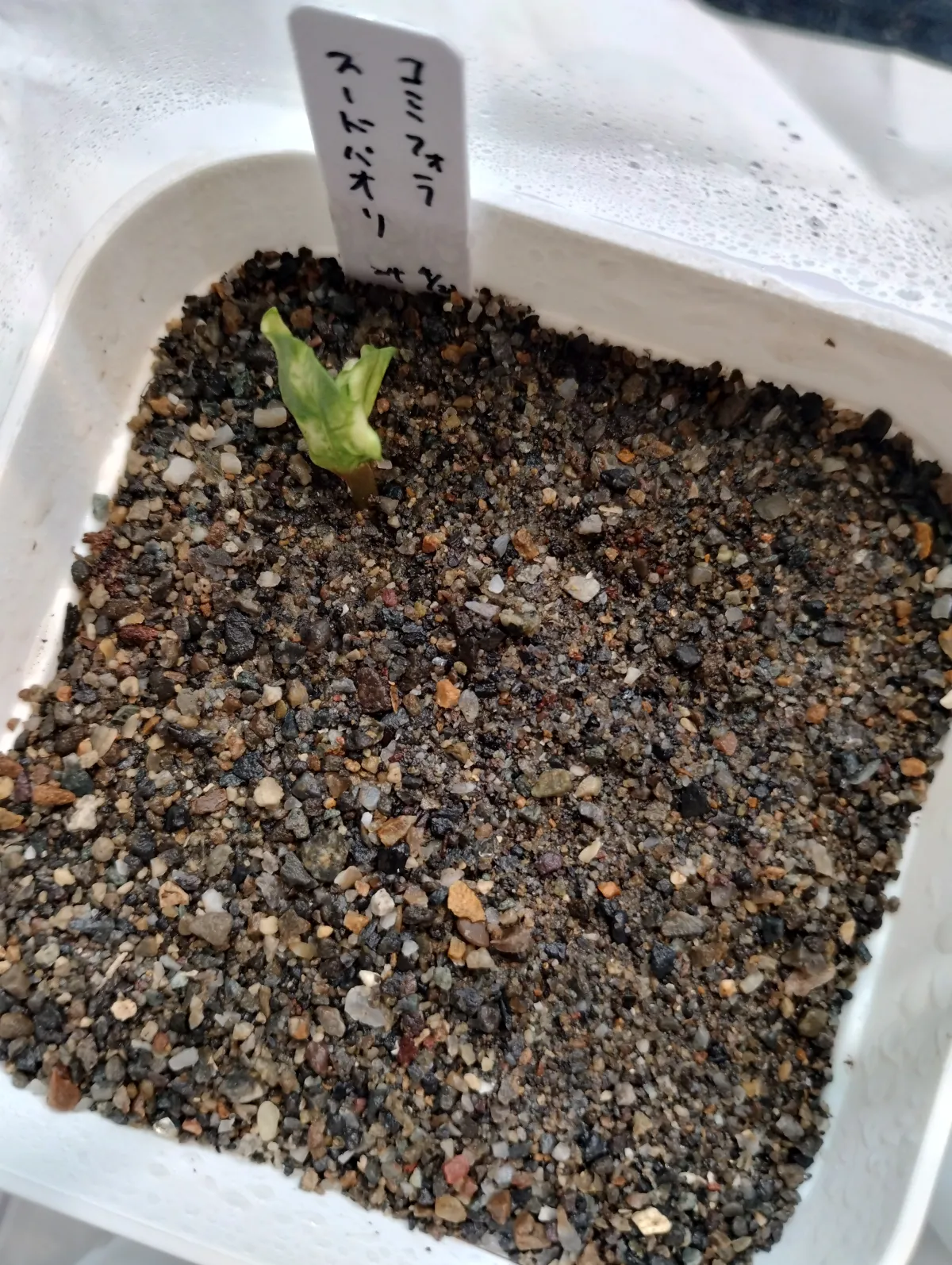 Commiphora pseudopaolii ([無料種子] コミフォラ スードウパオリー)