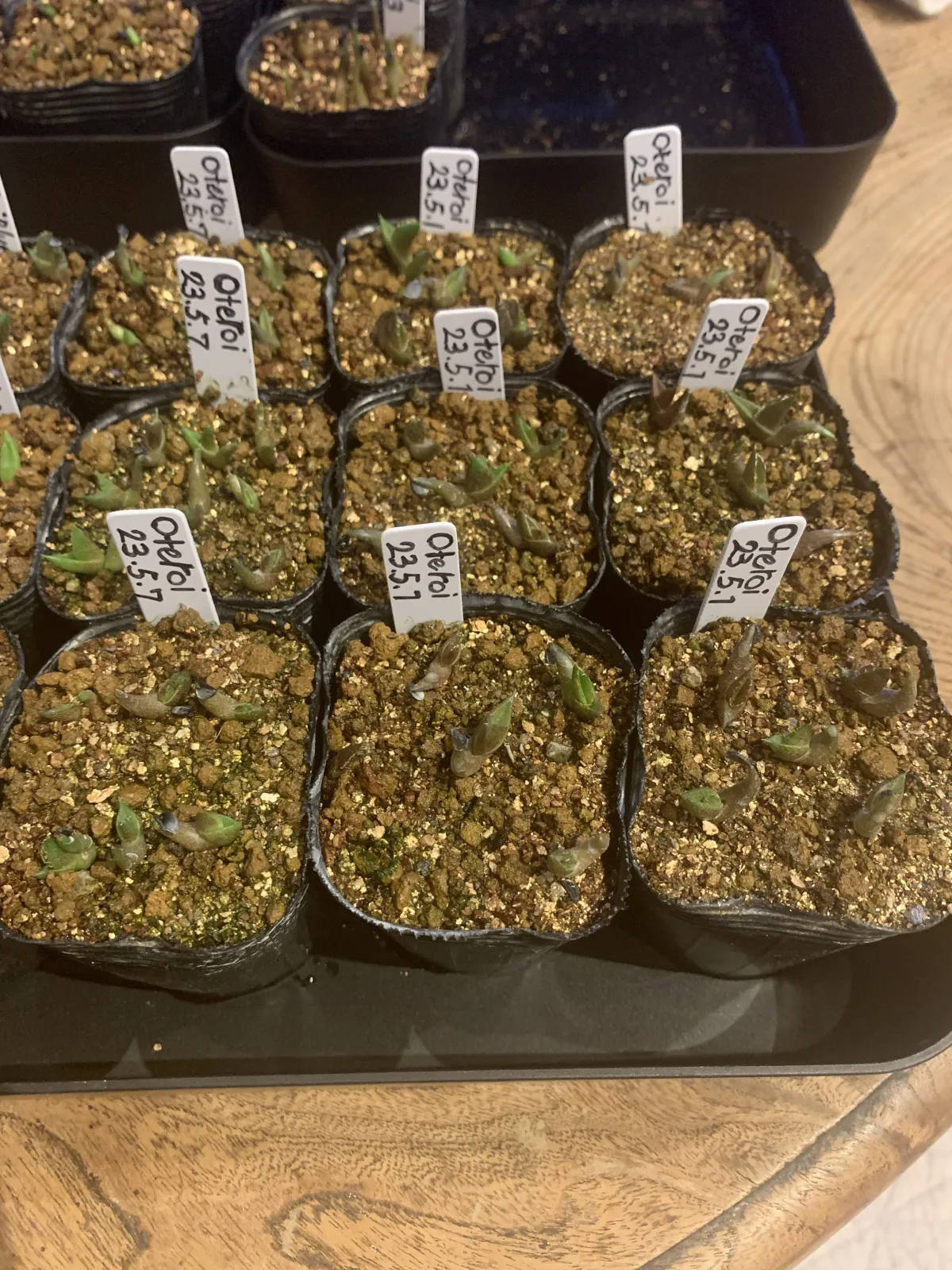 Agave oteroi Lot. (アガベ オテロイ)