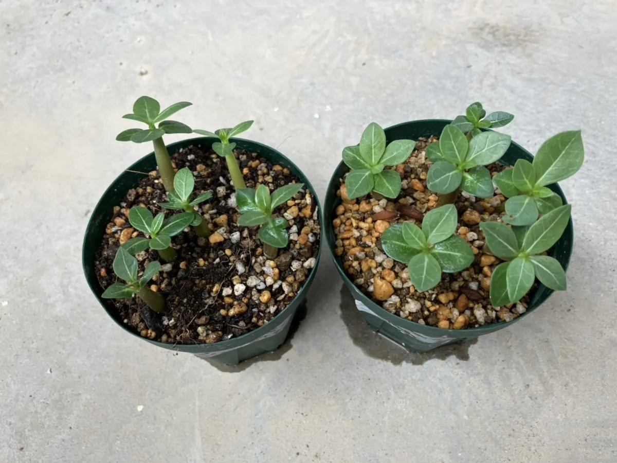 Adenium arabicum Yemen (アデニウム アラビカム イエメン)