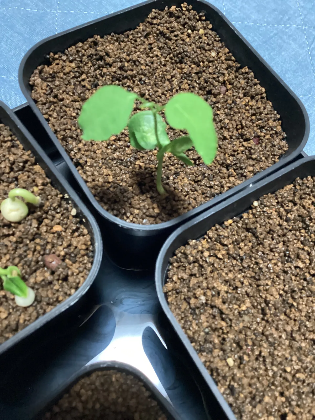 Adenia glauca ([種子/高難度] アデニア グラウカ)