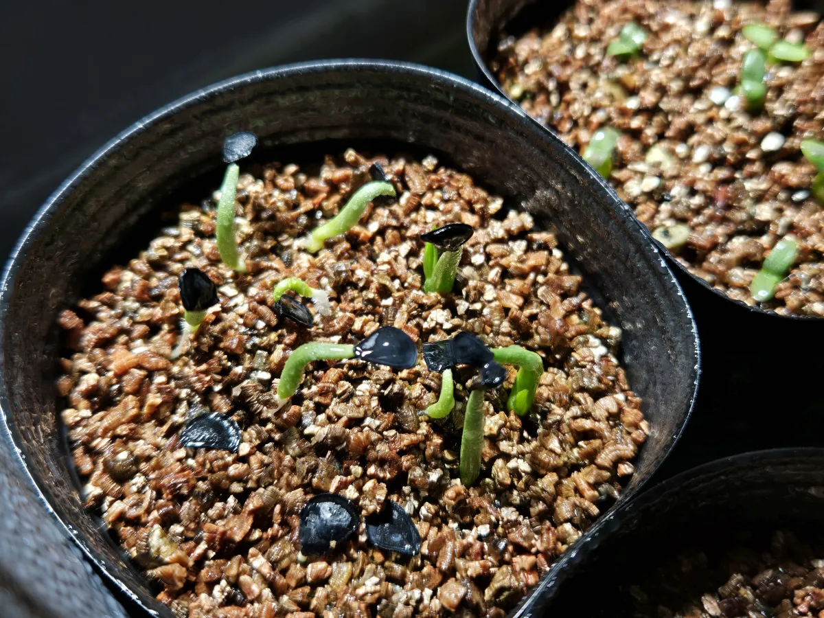 Agave parryi ssp. parryi (アガベ パリー)