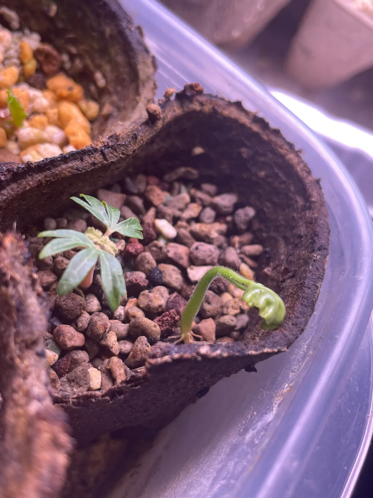 Cyphostemma glandulopilosum (キフォステンマ グランデュロピローサム)