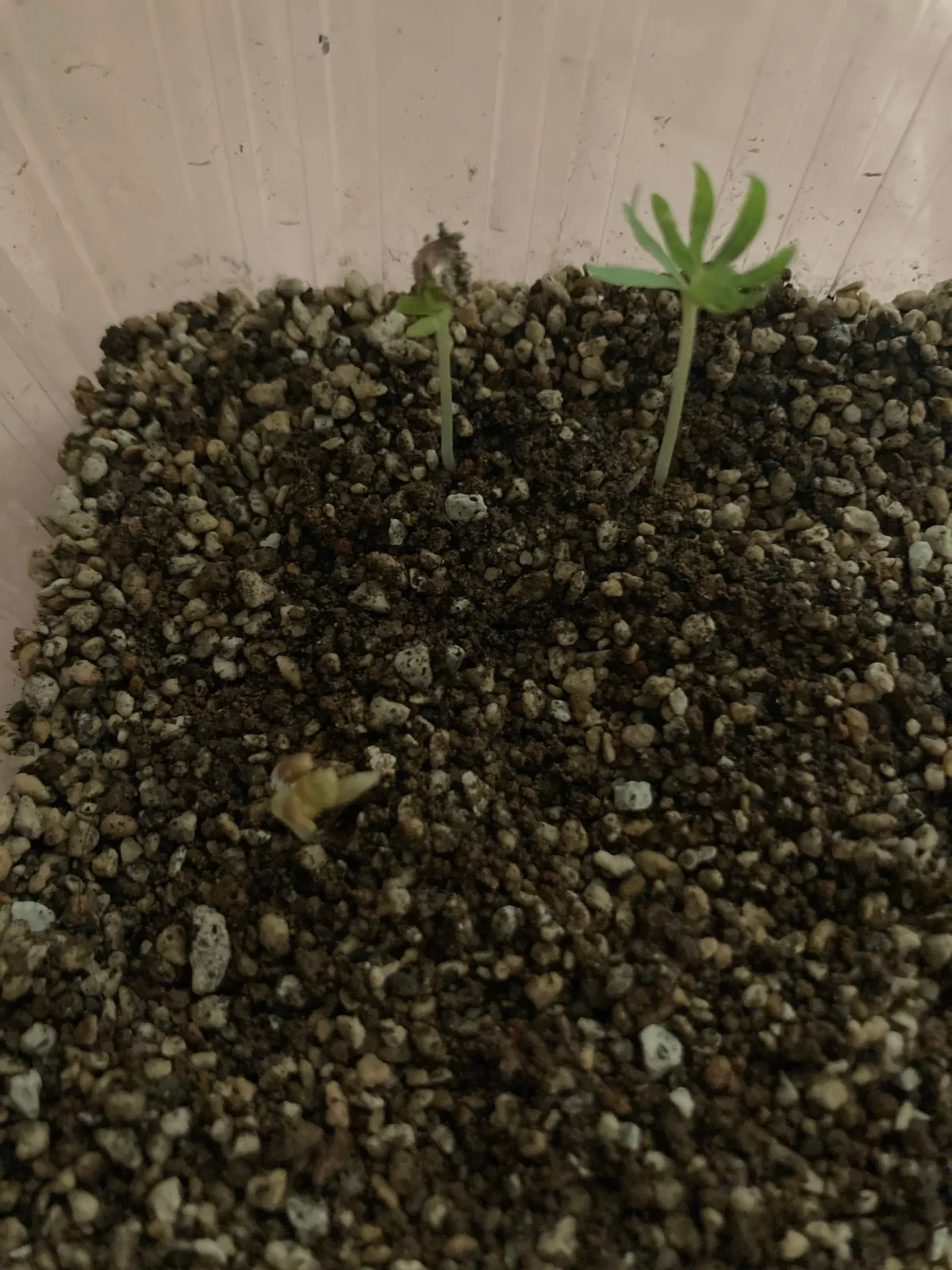 Boswellia neglecta (ボスウェリア ネグレクタ)