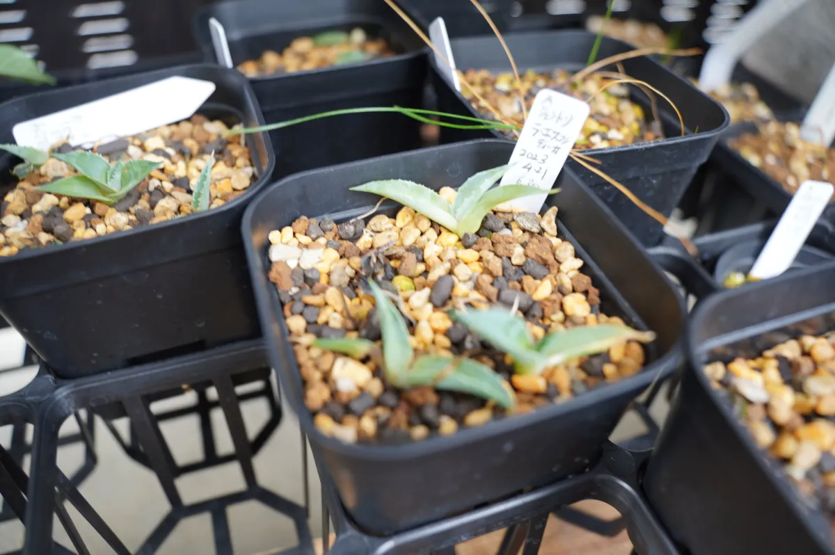 Agave gentryi La Escondida (アガベ ジェントリー ラ・エスコンディーダ)