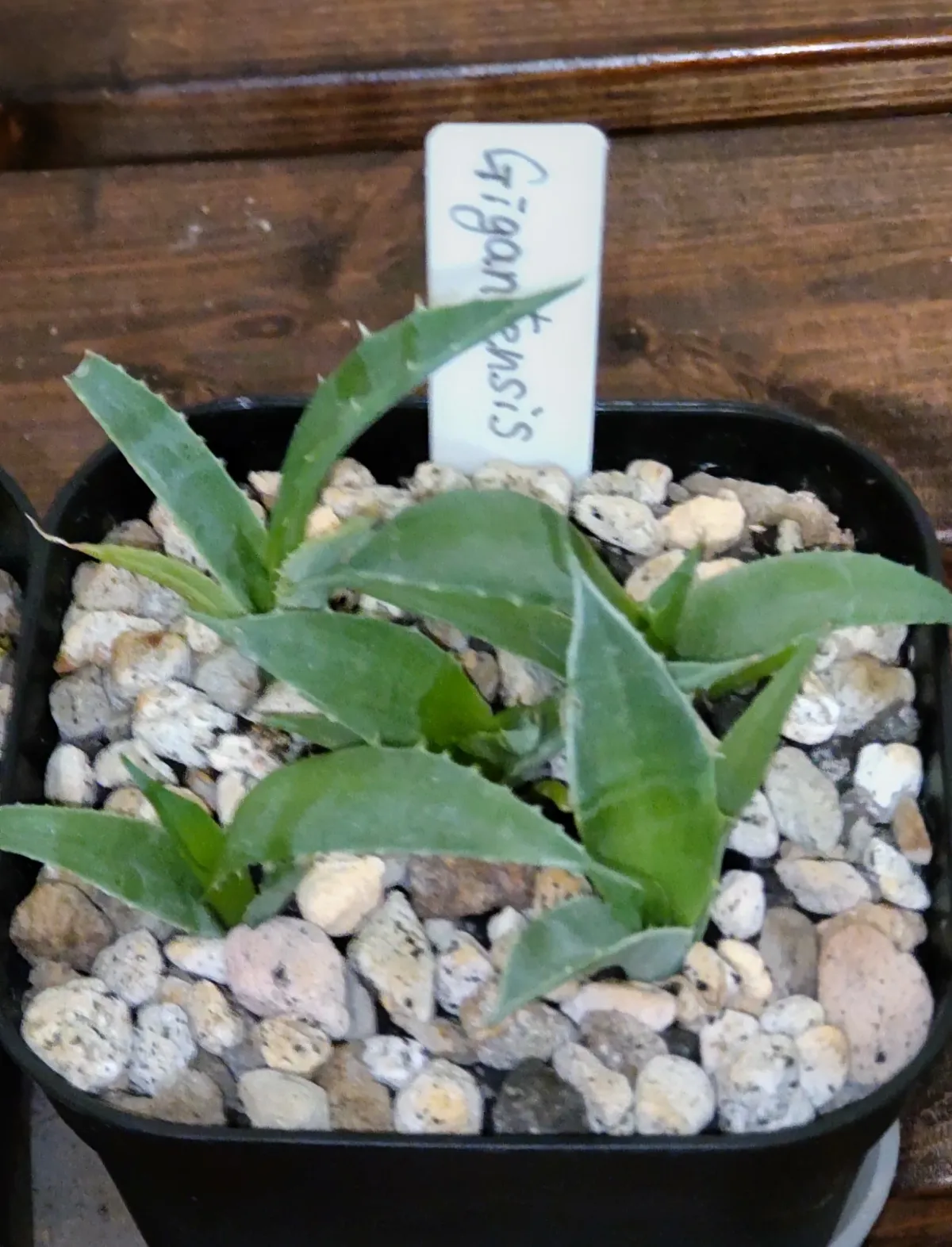 Agave gigantensis (アガベ ギガンテンシス)