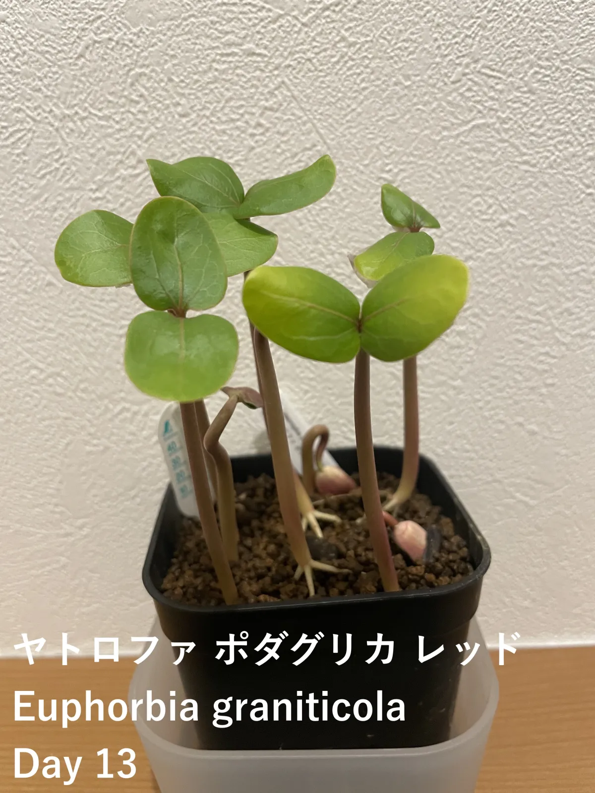 Jatropha podagrica red (ヤトロファ ポダグリカ レッド)