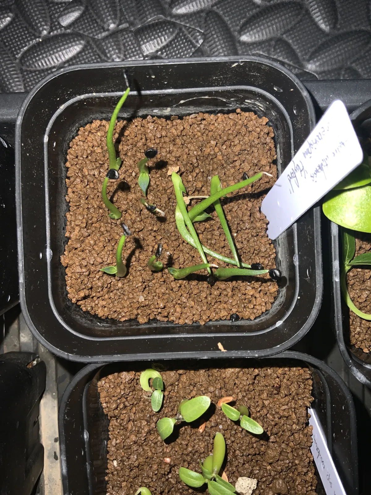Agave utahensis var. eborispina (アガベ エボリスピナ ヘイフォード)