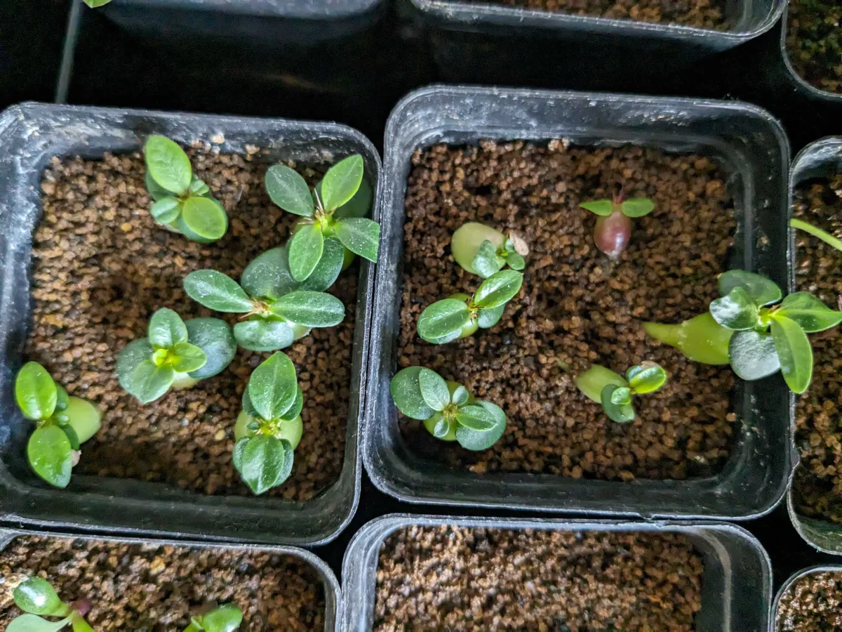 Pachypodium succulentum (パキポディウム サキュレンタム)